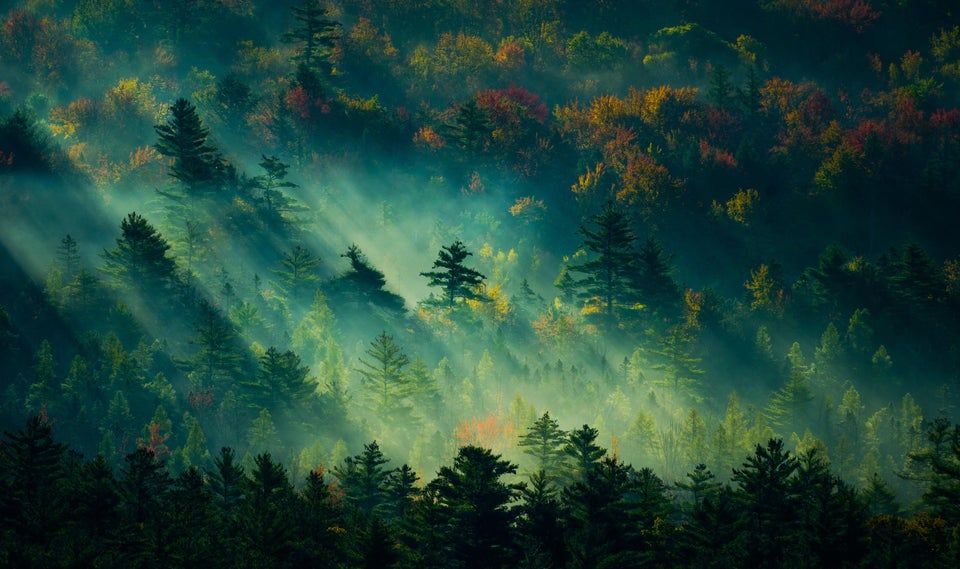 In the early morning of forest [1920x1080]